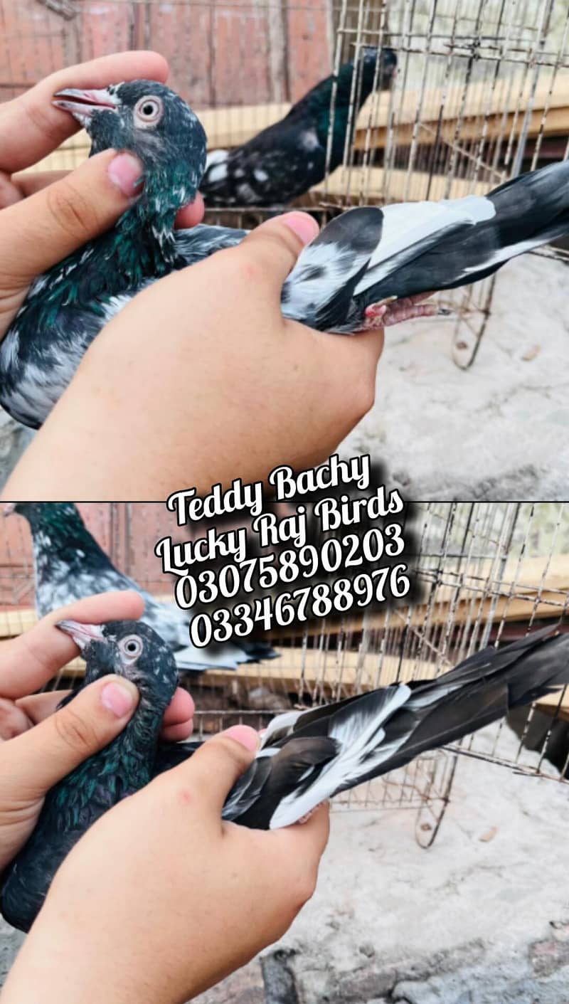 Pigeons 3