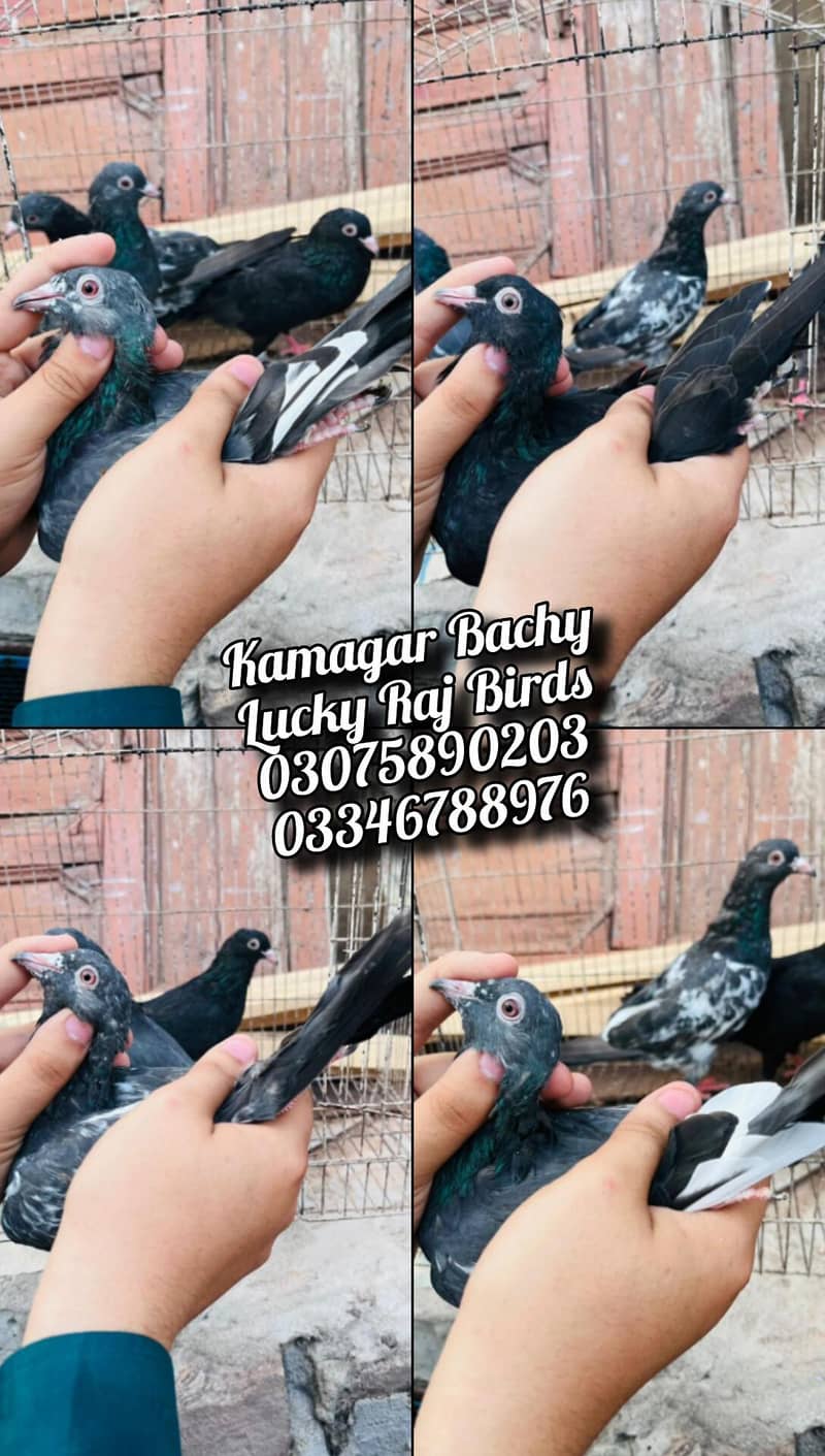 Pigeons 4
