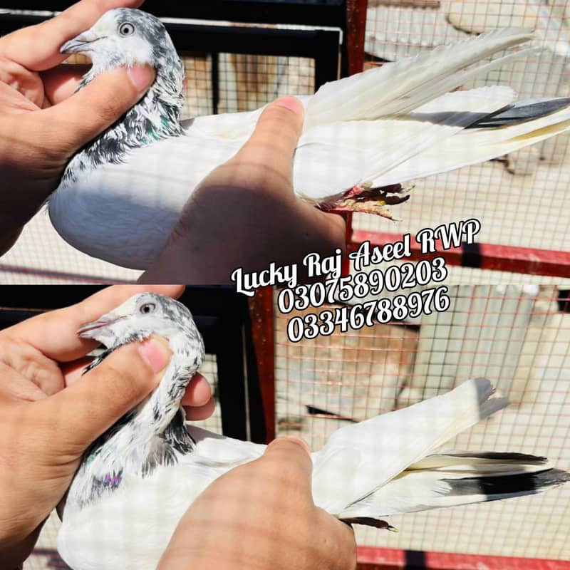 Pigeons 14