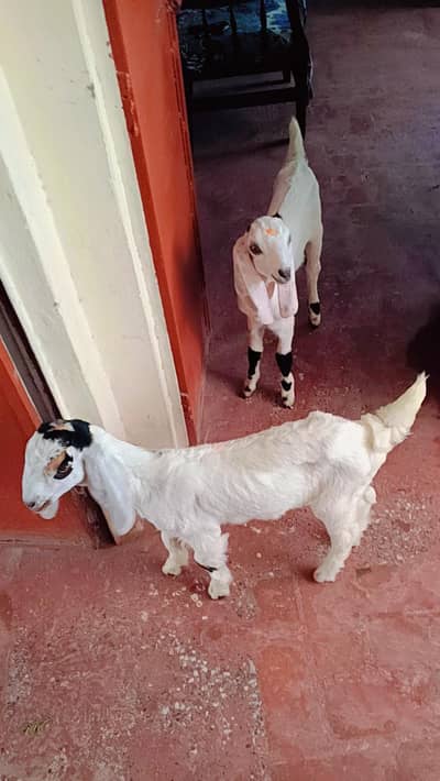 Pair of beetal goats kids