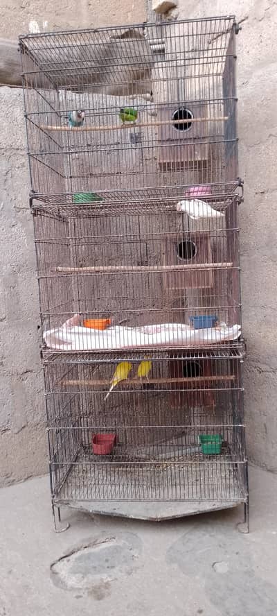 fishers and budgies+Albino