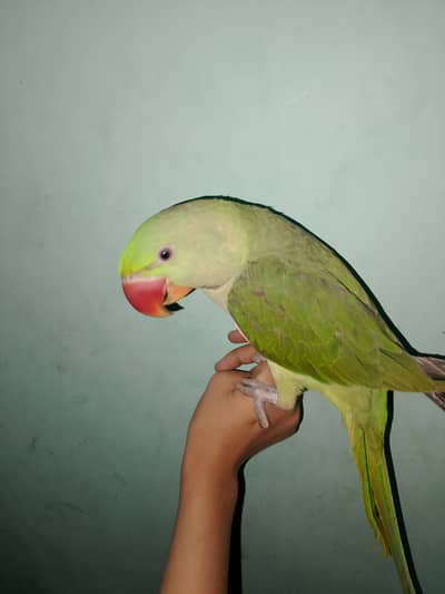 Tame parrot for sale