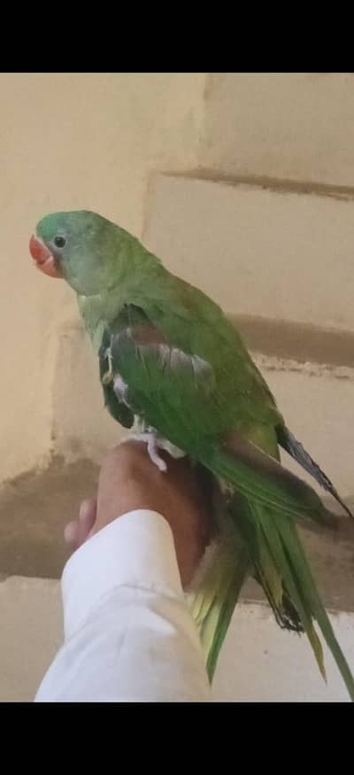 raw parrot pair abi Sath Sath kud kha rhy Hy Sath 2 time feed krwa rha