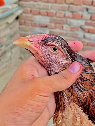 Aseel females for sale