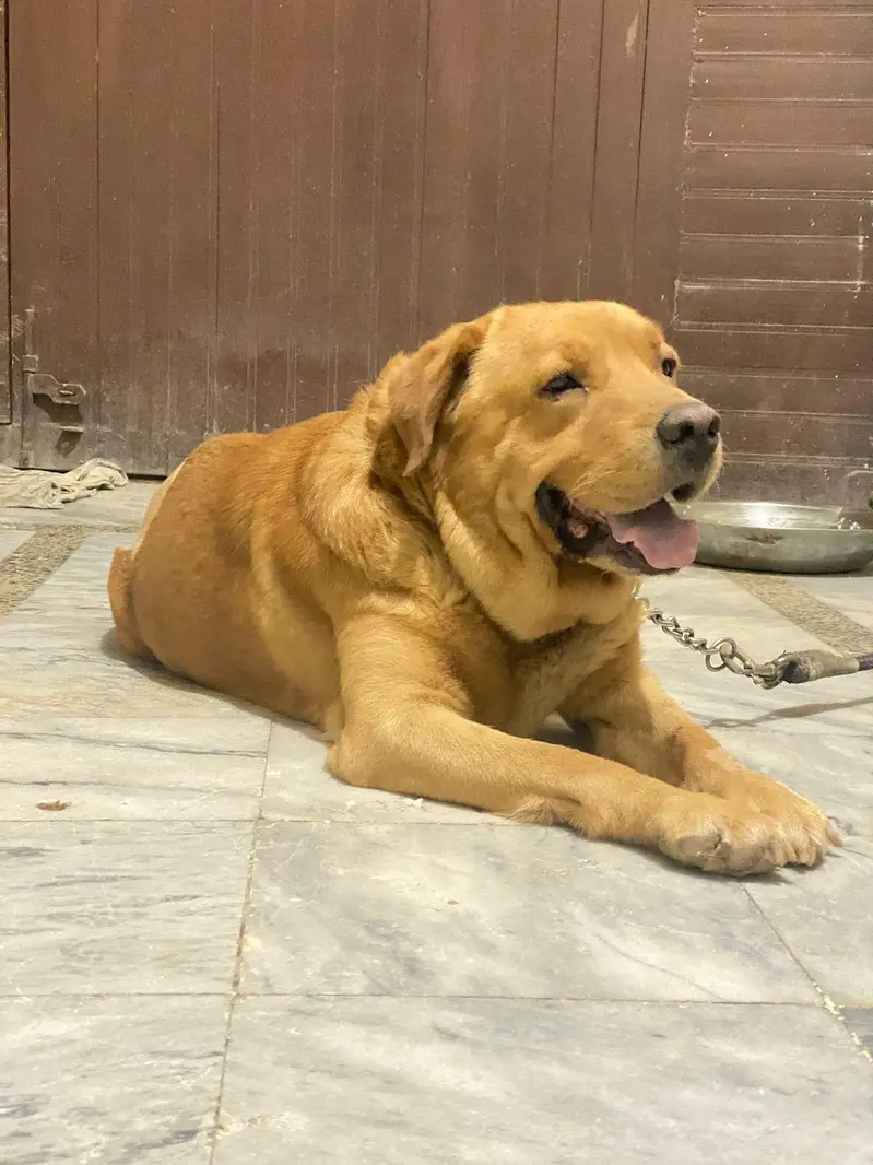 urgent sale — photo 3