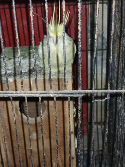 Cocktail female parrot