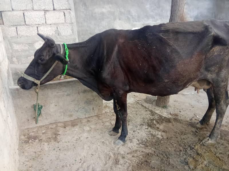 فریزن گائے 3