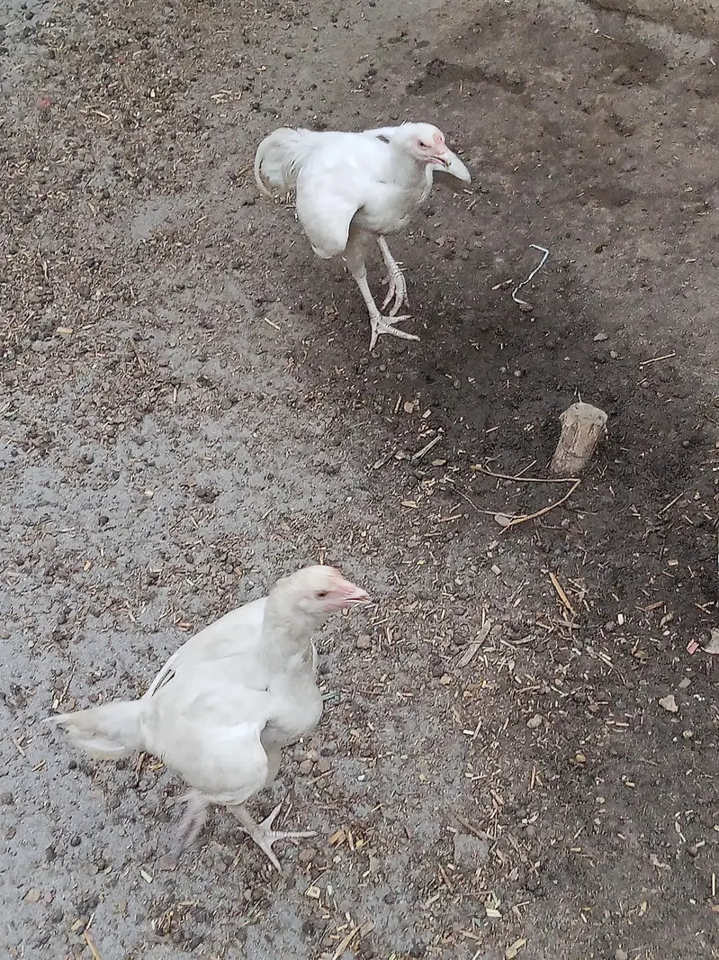 Paper white Aseel Pair for Sale