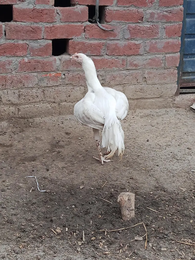 Paper white Aseel Pair for Sale — photo 2