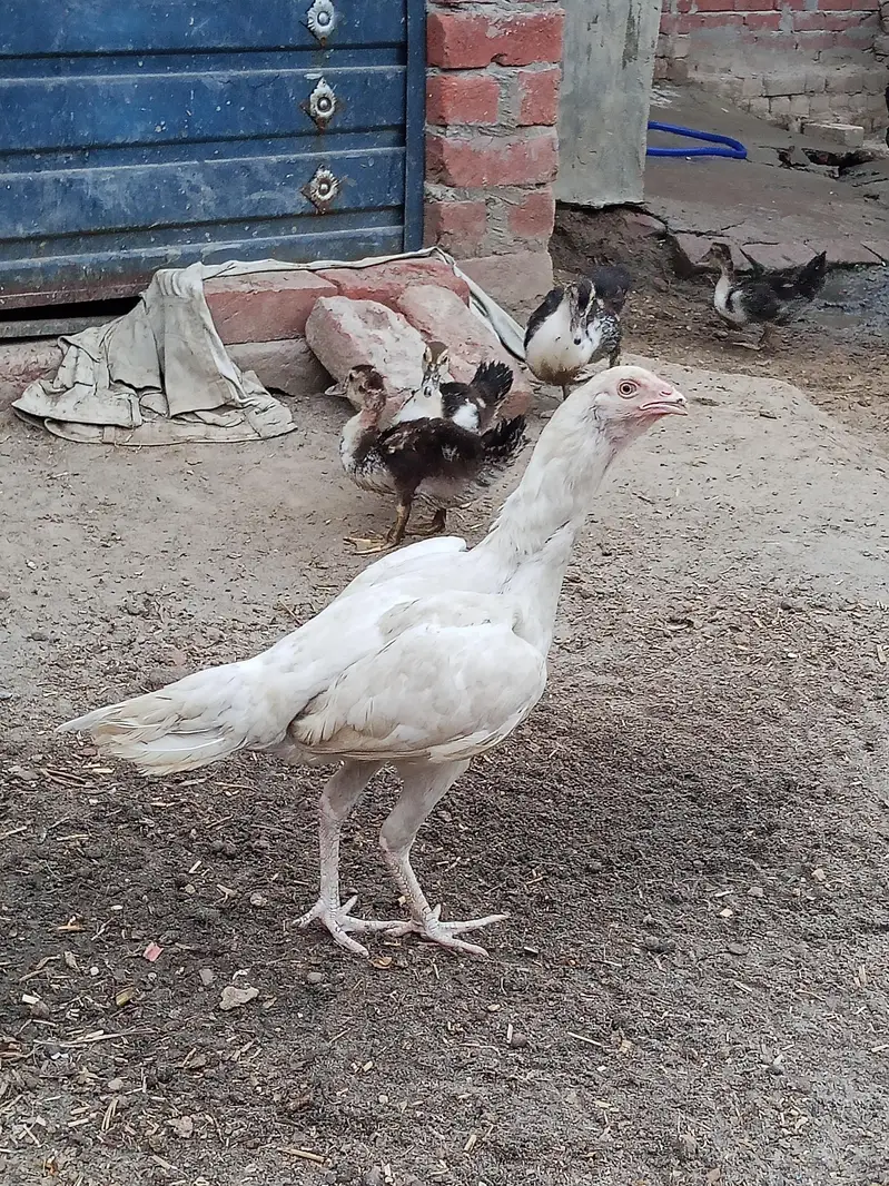 Paper white Aseel Pair for Sale — photo 3