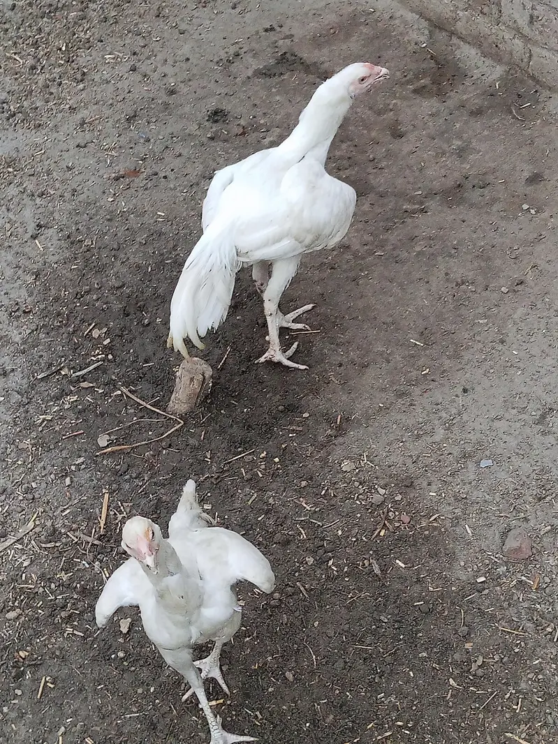 Paper white Aseel Pair for Sale — photo 6