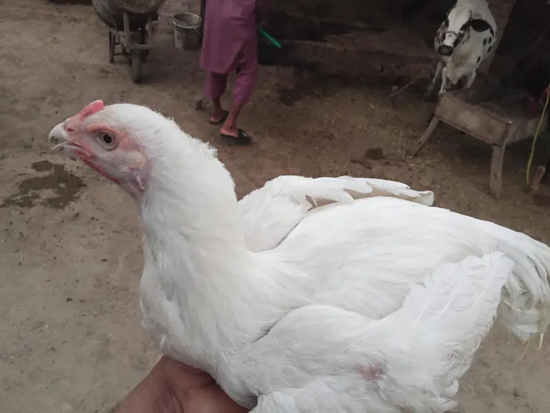 Paper white Aseel Pair for Sale — photo 7