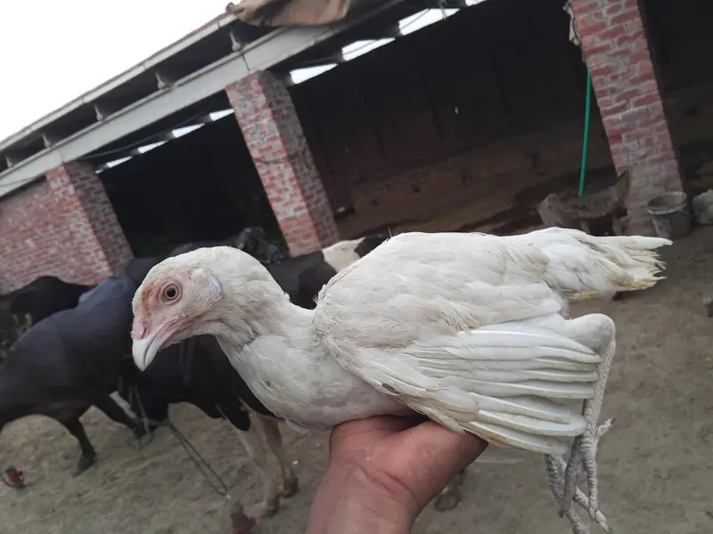 Paper white Aseel Pair for Sale — photo 8