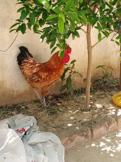 Desi Cock