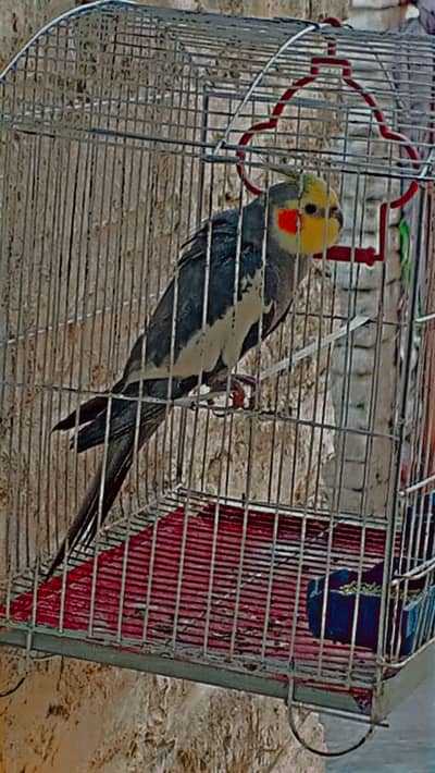 Cocktail breeder male