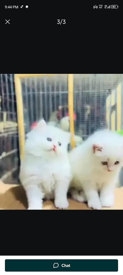Persian cat for sale my WhatsApp number  03703659905