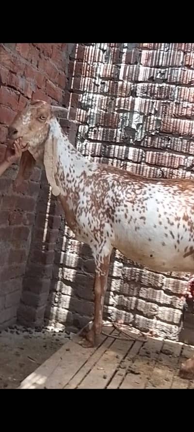 dasi bakri gaban tayar 03234438191