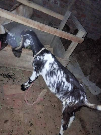 makhi chine female path