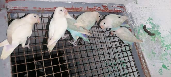 blue pastal breeder pair