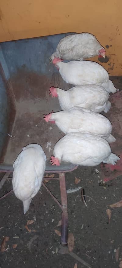 White liyer hen
