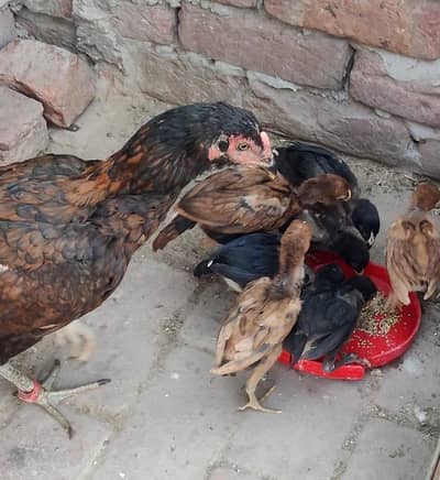 Aseel hen with 7 chicks.