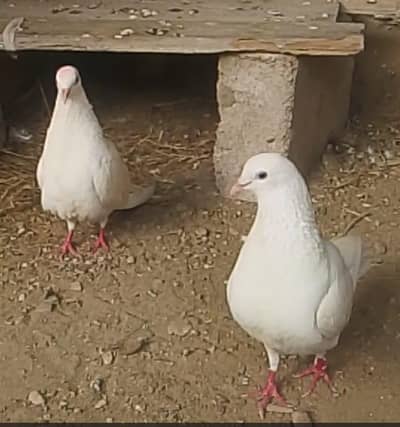 pigeon patte Wale