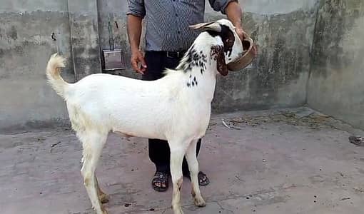 2027 ka liye kihra bacha , Rs 85000