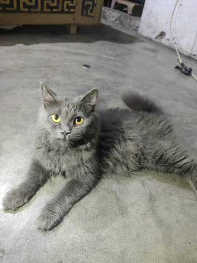 Persian cat
