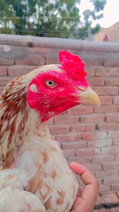 Pure Mianwali Aseel | Home Breed | Beautiful Bird