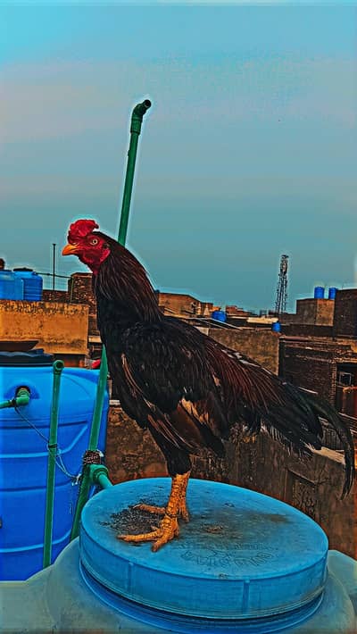 Mianwali Aseel Murgha