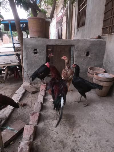 Aseel mianwali male and female