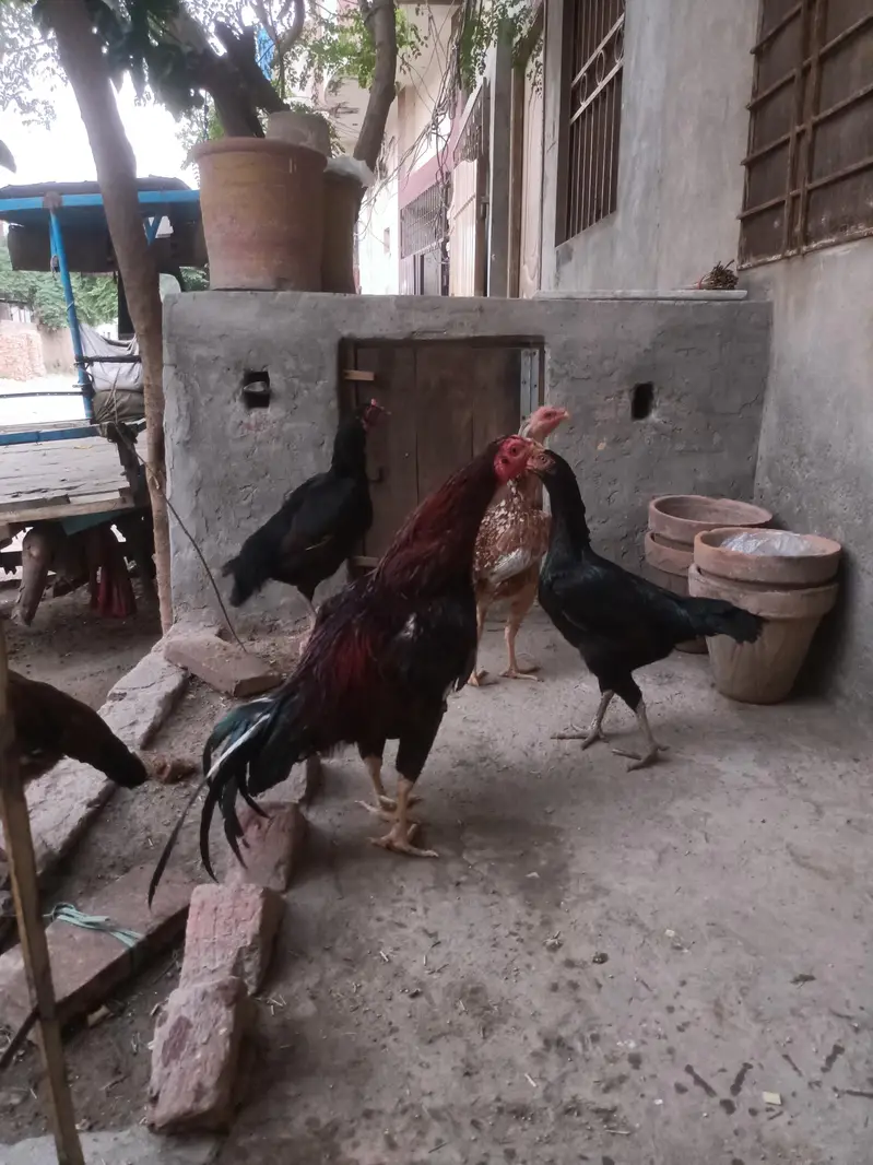 Aseel mianwali male and female — photo 2