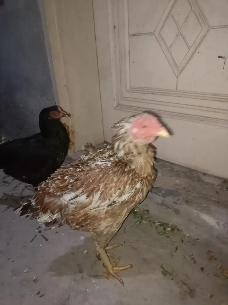 Aseel mianwali male and female — photo 3