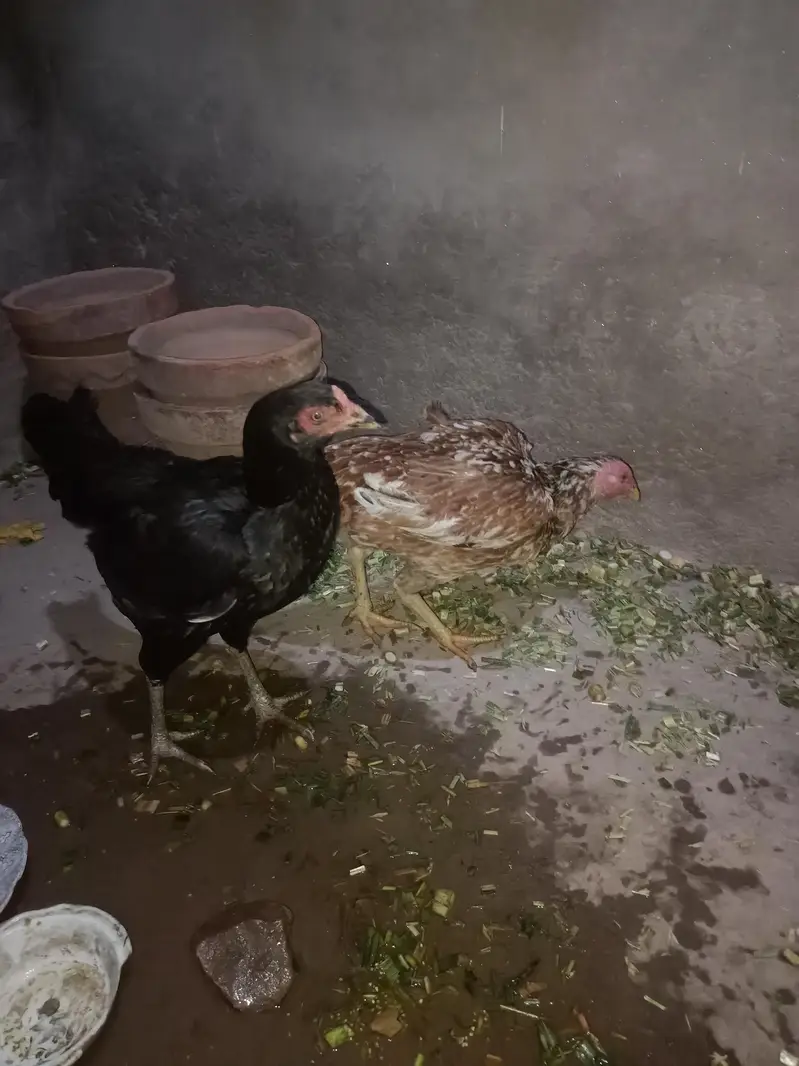 Aseel mianwali male and female — photo 4