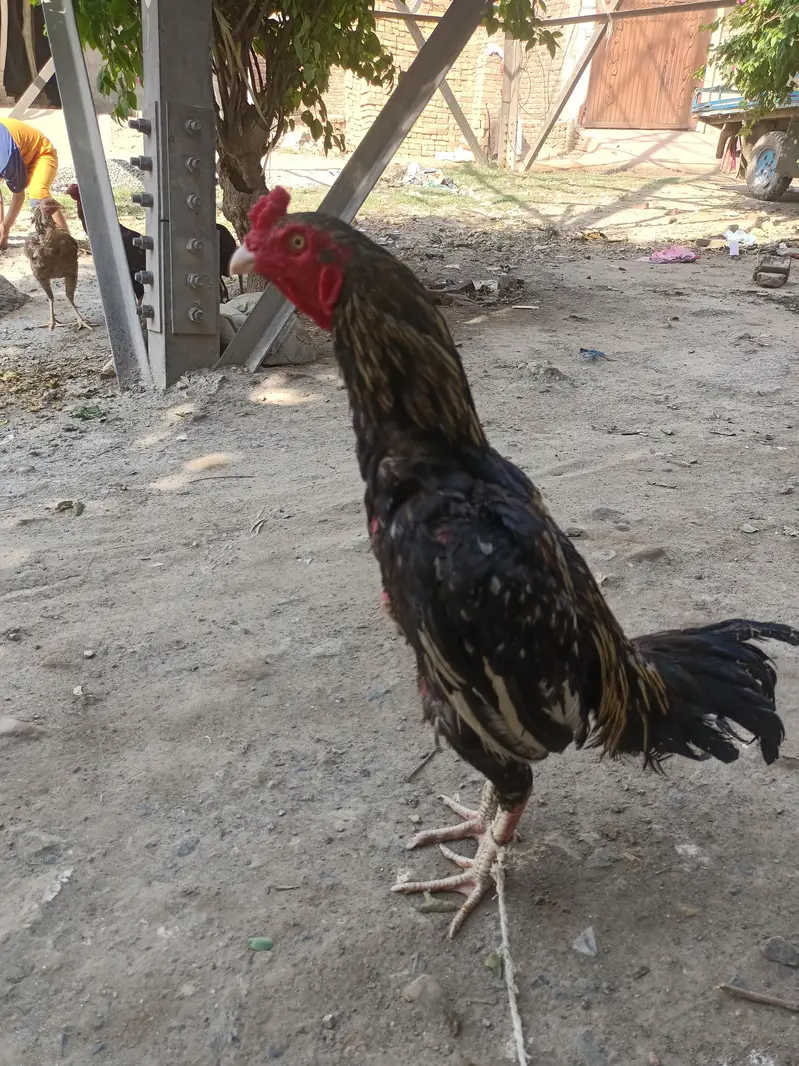 Aseel mianwali male and female — photo 7