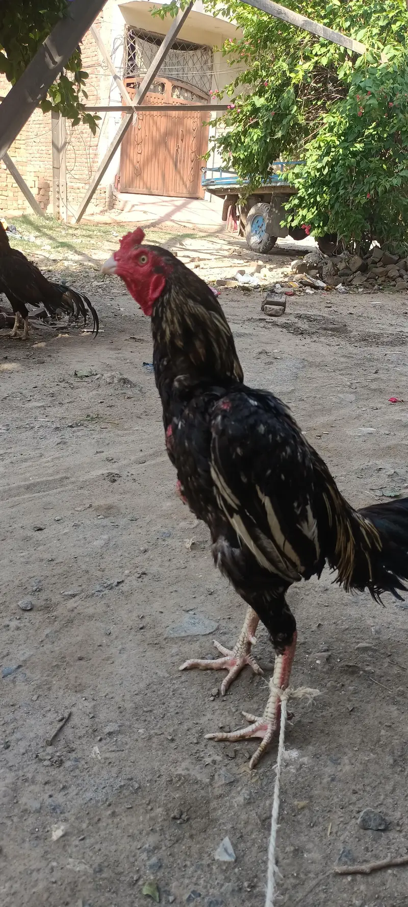Aseel mianwali male and female — photo 8