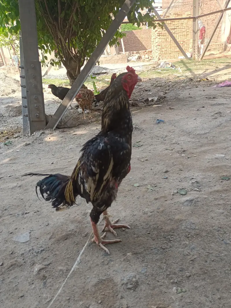 Aseel mianwali male and female — photo 9
