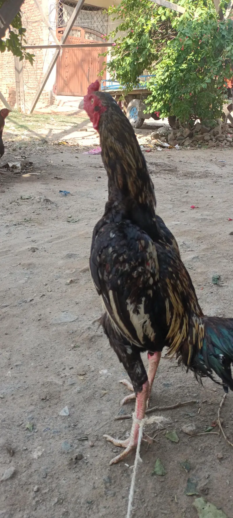 Aseel mianwali male and female — photo 10