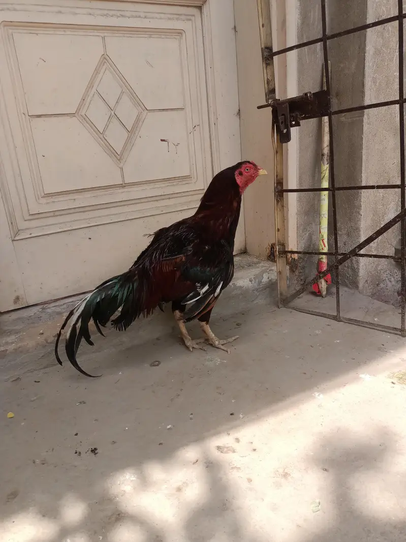 Aseel mianwali male and female — photo 11
