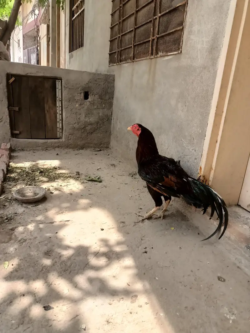 Aseel mianwali male and female — photo 12