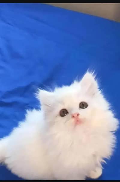 Persian cat for sale my WhatsApp number  03703659905
