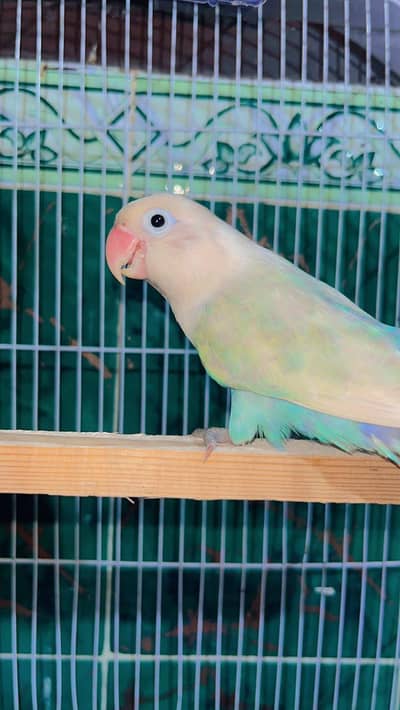 Fischer Lovebird