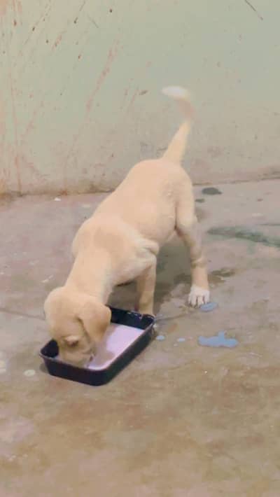 Labrador pupp for sale