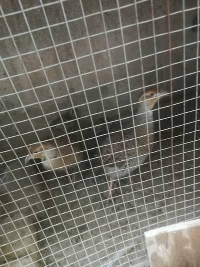 Pure Irani Teetar Confirmed Breeder Pair With 1 Active Chick