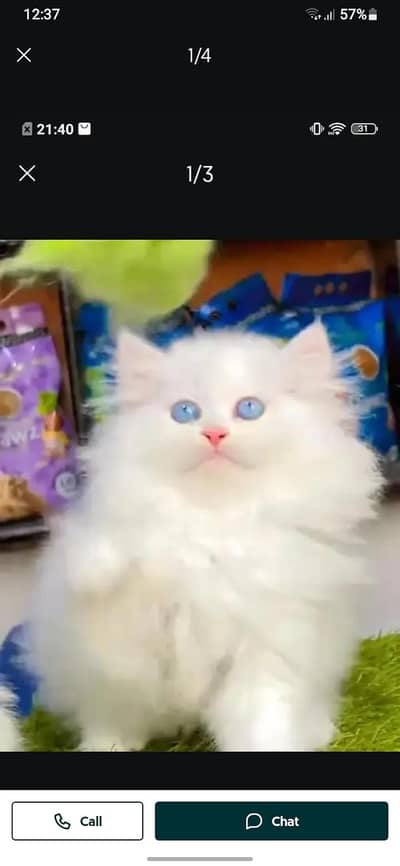 Persian cat for sale male or female my WhatsApp number 3214390746