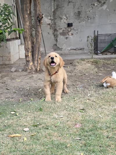Pedigreed Golden retriever puppy
