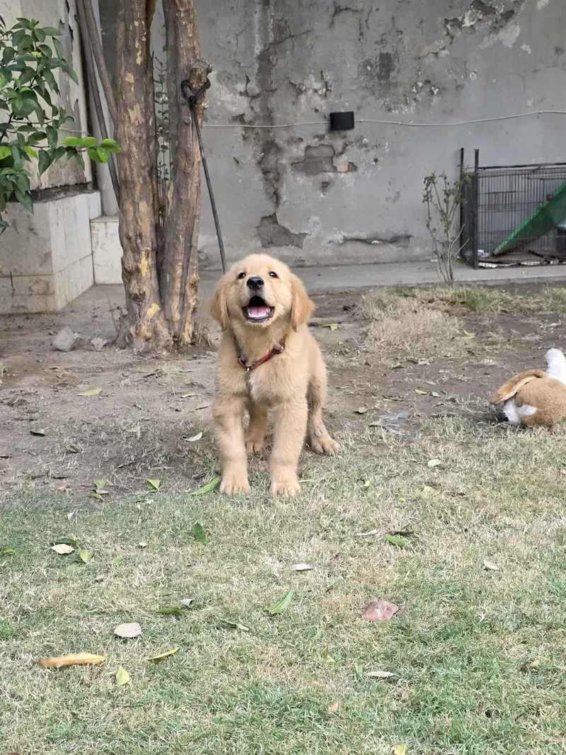 Pedigreed Golden retriever puppy