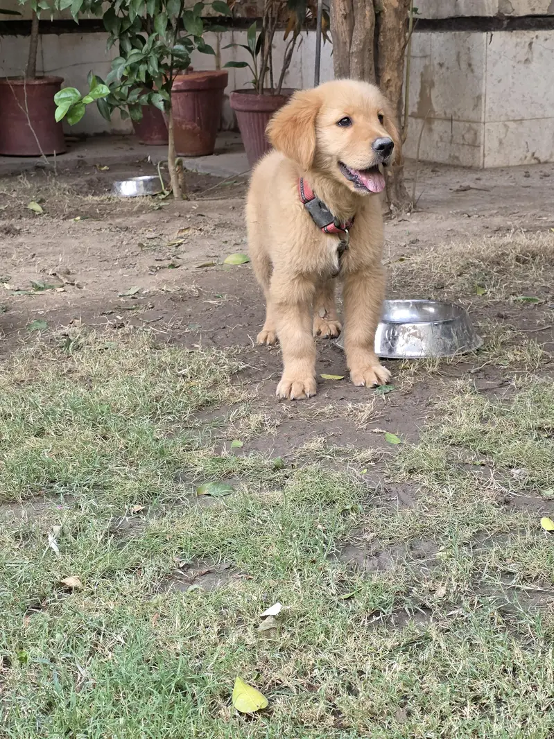Pedigreed Golden retriever puppy — photo 2