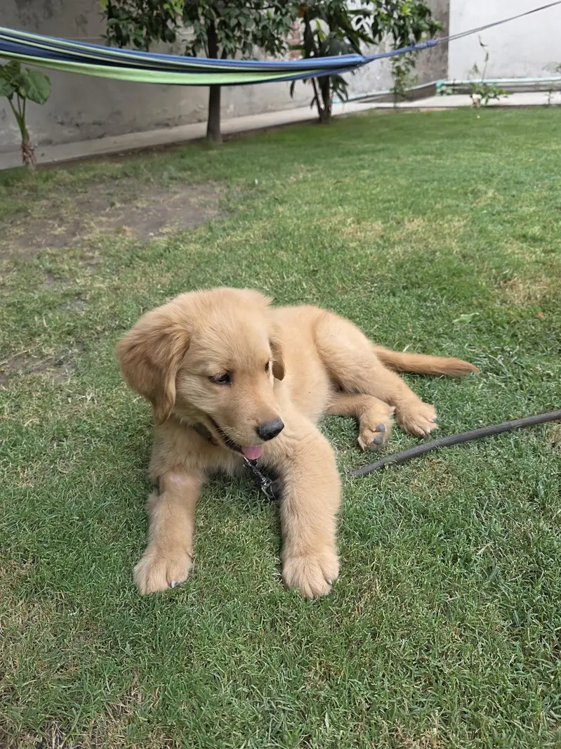 Pedigreed Golden retriever puppy — photo 3