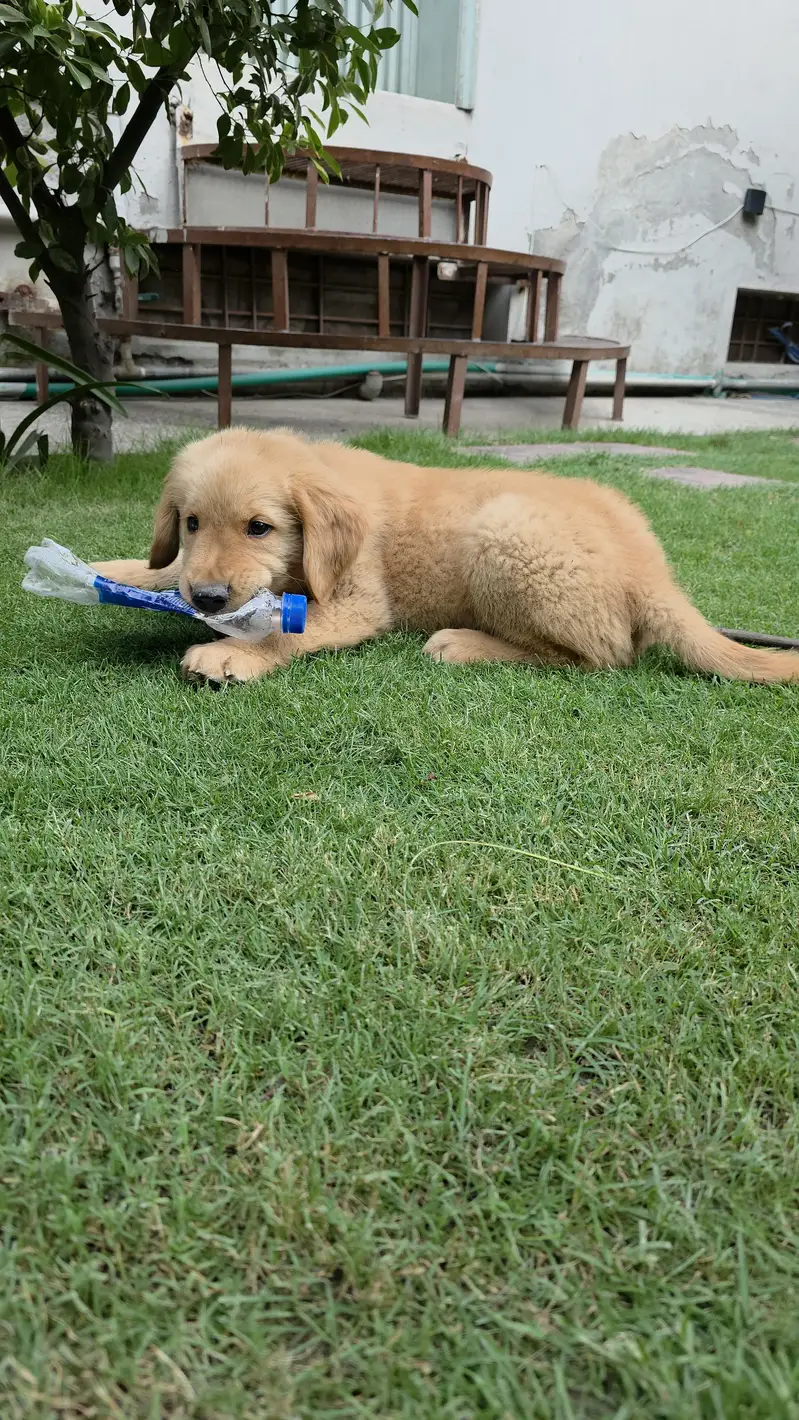 Pedigreed Golden retriever puppy — photo 4